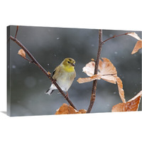 American Goldfinch in winter, Canada-Canvas Art-36&quotx24"