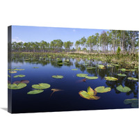 Lake with lily pads, southern Florida-Canvas Art-30"x20"