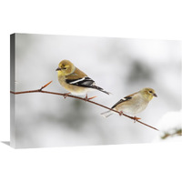 American Goldfinch pair, Nova Scotia, Canada-Canvas Art-30"x20"