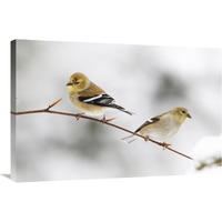 American Goldfinch pair, Nova Scotia, Canada-Canvas Art-36"x24"