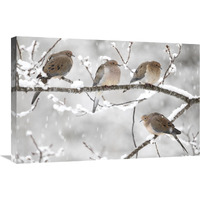 Mourning Dove group in winter, Nova Scotia, Canada-Canvas Art-30"x20"