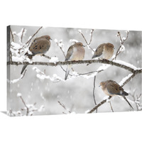 Mourning Dove group in winter, Nova Scotia, Canada-Canvas Art-36"x24"