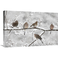 Mourning Dove group in winter, Nova Scotia, Canada-Canvas Art-30"x20"