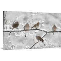 Mourning Dove group in winter, Nova Scotia, Canada-Canvas Art-36"x24"