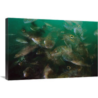 Cunner fish, multiexposed 16x, Nova Scotia, Canada-Canvas Art-30"x20"