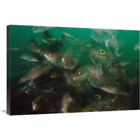 Cunner fish, multiexposed 16x, Nova Scotia, Canada-Canvas Art-36"x24"