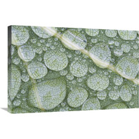 Water droplets on leaf, Annapolis Valley, Nova Scotia, Canada-Canvas Art-30"x20"