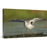 Black-bellied Plover spreading its wings, Bay of Fundy, Nova Scotia, Canada-Canvas Art-30&quotx20"