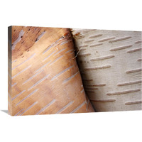 Paper Birch bark peeling, Cape Breton Highlands National Park, Nova Scotia, Canada-Canvas Art-30"x20"