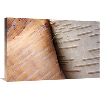 Paper Birch bark peeling, Cape Breton Highlands National Park, Nova Scotia, Canada-Canvas Art-36"x24"