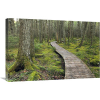 Canadian Hemlock grove with boardwalk, Kejimkujik National Park, Nova Scotia, Canada-Canvas Art-30&quotx20"