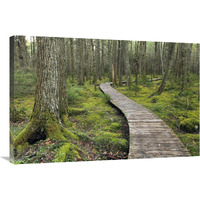 Canadian Hemlock grove with boardwalk, Kejimkujik National Park, Nova Scotia, Canada-Canvas Art-36"x24"