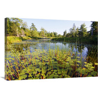 Marsh with reeds and lily pads surrounding a pond, West Stoney Lake, Nova Scotia, Canada-Canvas Art-36"x24"