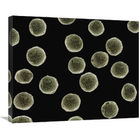 Pollen grains of a Pellitory at 1050x magnification-Canvas Art-28"x22"