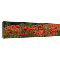 Red Poppy field, Europe-Canvas Art-44"x12.76"