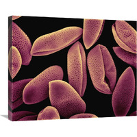 Common Hyacinth (Hyacinthus orientalis) pollen at 700x magnification-Canvas Art-28&quotx22"