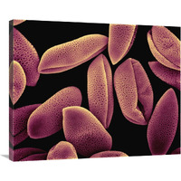 Common Hyacinth (Hyacinthus orientalis) pollen at 700x magnification-Canvas Art-35"x28"