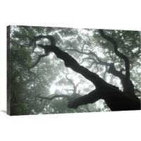 Macaronesian Laurel relict forest, Tenerife, Canary Islands, Spain-Canvas Art-36"x24"