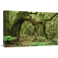 Macaronesian Laurel relict forest in Garajonay National Park, Canary Islands, Spain-Canvas Art-30"x20"