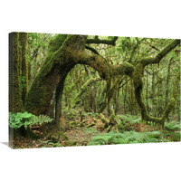 Macaronesian Laurel relict forest in Garajonay National Park, Canary Islands, Spain-Canvas Art-36"x24"