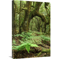 Macaronesian Laurel relict forest in Garajonay National Park, Canary Islands, Spain-Canvas Art-20"x30"