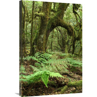 Macaronesian Laurel relict forest in Garajonay National Park, Canary Islands, Spain-Canvas Art-24"x36"