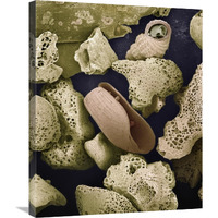 Foraminiferans, molluscs and other bryozoans found on beach in Formentera, Balearic Islands, Spain-Canvas Art-22&quotx28"