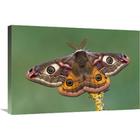 Emperor Moth, Switzerland-Canvas Art-30"x20"