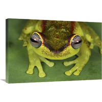 Treefrog at night, Colombia-Canvas Art-30"x20"