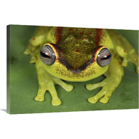 Treefrog at night, Colombia-Canvas Art-36"x24"