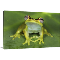 Treefrog at night, Colombia-Canvas Art-36"x24"