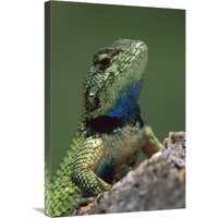 Green Spiny Lizard male, Costa Rica-Canvas Art-20"x30"