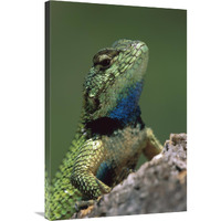 Green Spiny Lizard male, Costa Rica-Canvas Art-24"x36"