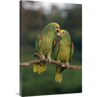 Yellow-crowned Parrot pair, Venezuela-Canvas Art-24"x36"