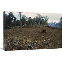 Rainforest deforestation, French Guiana-Canvas Art-30"x20"