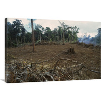 Rainforest deforestation, French Guiana-Canvas Art-36&quotx24"