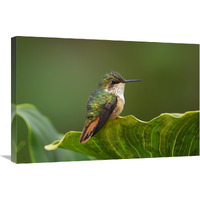 Scintillant Hummingbird female, Costa Rica-Canvas Art-30"x20"