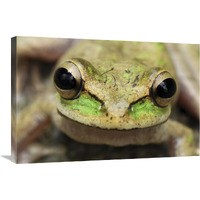 Tarraco Treefrog portrait, Colombia. Sequence 2 of 2-Canvas Art-30"x20"