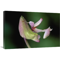 Orchid Mantis camouflaged on flower, Borneo, Malaysia-Canvas Art-30"x20"