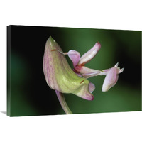 Orchid Mantis camouflaged on flower, Borneo, Malaysia-Canvas Art-36"x24"