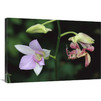 Orchid Mantis female mimicking a pink flower, Malaysia-Canvas Art-36"x24"