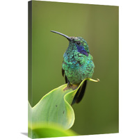 Green Violet-ear hummingbird perched on leaf, Costa Rica-Canvas Art-20"x30"