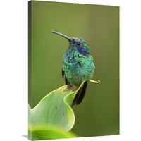 Green Violet-ear hummingbird perched on leaf, Costa Rica-Canvas Art-24"x36"