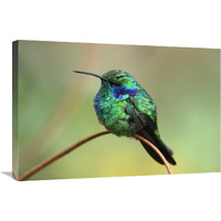 Green Violet-ear hummingbird perched on twig, Costa Rica-Canvas Art-30"x20"