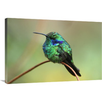 Green Violet-ear hummingbird perched on twig, Costa Rica-Canvas Art-36&quotx24"