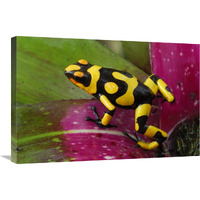 Harlequin Poison Dart Frog on bromeliad, Cauca, Colombia-Canvas Art-30"x20"