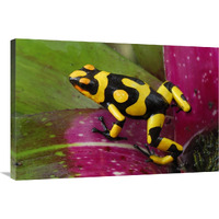 Harlequin Poison Dart Frog on bromeliad, Cauca, Colombia-Canvas Art-36"x24"