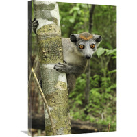 Crowned Lemur female, Ankarana Special Reserve, Madagascar-Canvas Art-20"x30"