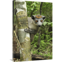 Crowned Lemur female, Ankarana Special Reserve, Madagascar-Canvas Art-24&quotx36"