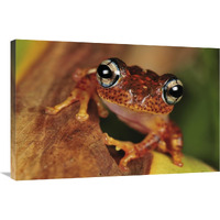 Tree Frog portrait, Andasibe-Mantadia National Park, Madagascar-Canvas Art-36"x24"